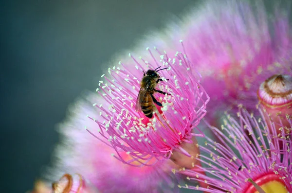 Honey bee pollinating a pink blossom of the Corymbia cultivar Summer Beauty, family Myrtaceae.