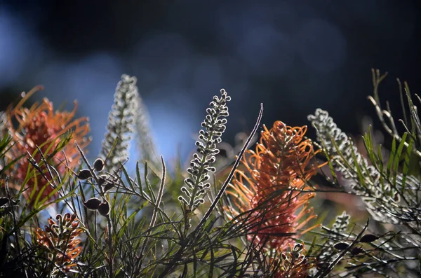 Flores Botões Folhagem Uma Laranja Nativa Australiana Grevillea Contra Céu — Fotografia de Stock