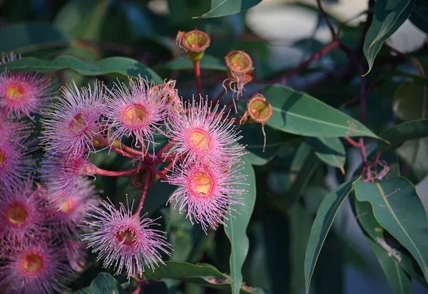Różowe Kwiaty Pąki Australijskiej Rodzimej Odmiany Corymbia Summer Beauty Rodzina — Zdjęcie stockowe