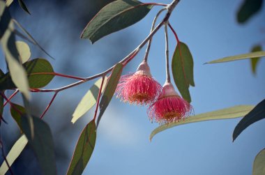 Avustralya yerli mallee ağacı Okaliptüs caesia, alt tür magna, aile Myrtaceae, mavi bir gökyüzü altında iki pembe çiçekleri. Ortak adı Gümüş Prenses. Endemik güney batı Batı Avustralya.
