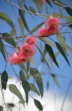 Avustralya yerli mallee ağacı Okaliptüs caesia pembe çiçekleri, alt tür magna, aile Myrtaceae, mavi bir gökyüzü altında. Ortak adı Gümüş Prenses. Endemik güney batı Batı Avustralya