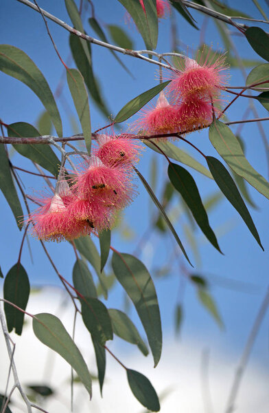 Pink blossoms of the Australian native mallee tree Eucalyptus caesia, subspecies magna, family Myrtaceae, under a blue sky. Common name is Silver Princess. Endemic to south west Western Australia