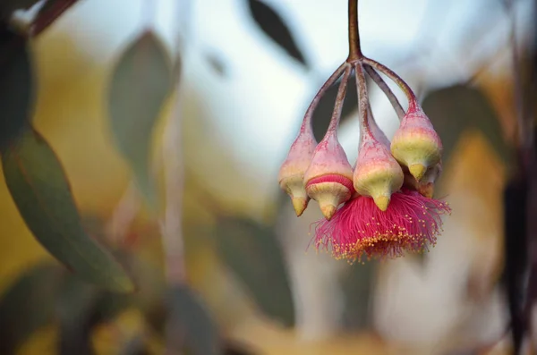 Różowy Kwiat Pąki Australijskiej Rodzimej Srebrnej Księżniczki Eucalyptus Caesia Rodzina — Zdjęcie stockowe