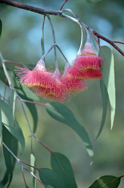 Fiori Rosa Foglie Verdi Grigie Dell Albero Madreperlaceo Australiano Eucalyptus — Foto Stock