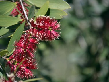 Geniş-bırakcık Paperbark kırmızı çiçekler, Melaleuca viridiflora, aile Myrtaceae. Yerli tropikal kuzey Avustralya ve Güney doğu Asya.