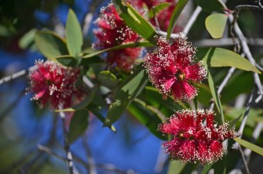 Geniş-bırakcık Paperbark kırmızı çiçekler, Melaleuca viridiflora, aile Myrtaceae. Yerli tropikal kuzey Avustralya ve Güney doğu Asya.
