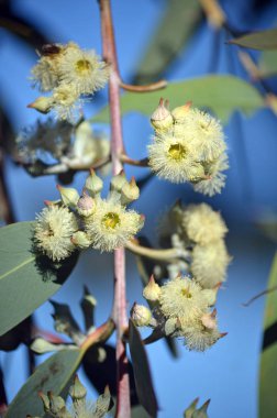 Çiçekler ve nadir Sarı Top Mallee Ash tomurcukları, Okaliptüs luehmanniana, aile Myrtaceae. Yeni Güney Galler'in orta kıyılarına özgü tehdit altındaki türler, Doğu Avustralya.Sidney yakınlarındaki kıyı kumtaşı platolarında büyüyen sınırlı dağılım
