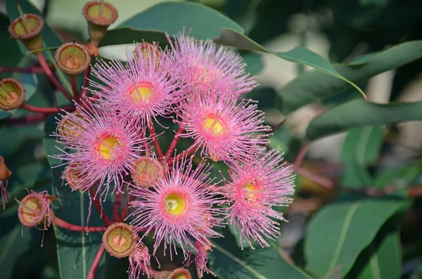 Pembe çiçekleri ve Avustralya yerli Corymbia Yaz Güzellik, aile Myrtaceae tomurcukları. Batı Avustralya'ya endemik corymbia ficifolia çeşitleri