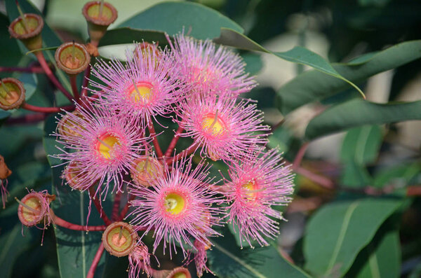 Pink blossoms and buds of the Australian native Corymbia Summer Beauty, family Myrtaceae. Cultivar of Corymbia ficifolia which is endemic to Western Australia