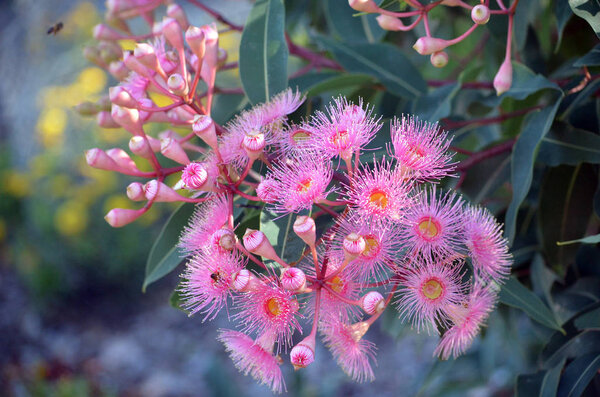 Pink blossoms and buds of the Australian native Corymbia Summer Beauty, family Myrtaceae. Cultivar of Corymbia ficifolia which is endemic to Western Australia