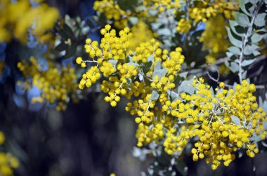 Queensland Silver Wattle 'ın sarı çiçekleri ve gri yaprakları, Acacia podalyriifolia, Fabaceae ailesi. Avustralya 'nın Queensland ve Güney Afrika dışında anakarada istilacı bir tür olarak kabul edilir..