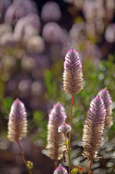 Australian native purple Ptilotus exaltatus Joey wildflowers, family Amaranthaceae. Called Mulla Mulla by indigenous Australians.