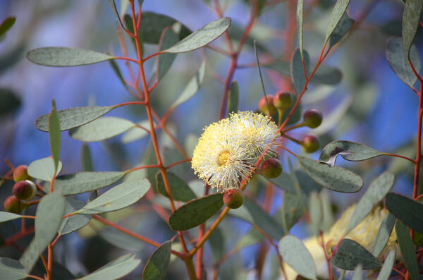 Желтобрюхие сомы семейства Heart-Leaf Mallee, Eucalyptus weeriana, Myrtaceae. Эндемик Западной Австралии. Ограниченное распространение в регионе Голдфилдс на западной окраине Великой пустыни Виктория. Цветы с зимы по весну
. 