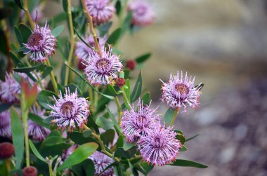 Isopogon cuneatus, Proteaceae familyasından Avustralya yerlisi mor koni çiçekleri. Batı Avustralya 'da Albany yakınlarındaki Heathland ve Woodland' e yayılmış..
