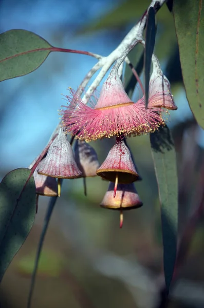 Pink blossom and gum nuts of the Australian native mallee tree Eucalyptus caesia, subspecies magna, family Myrtaceae, under a blue sky. Common name is Silver Princess. Endemic to Western Australia.