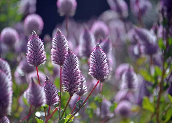 Avustralya yerlisi mor Ptilotus, Amaranthaceae ailesinden Joey Wildflower 'ı övüyor. Yerli Avustralyalılar tarafından Mulla Mulla olarak adlandırılır..