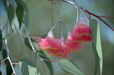 Avustralya yerli mallee ağacı Okaliptüs caesia pembe çiçekleri, alt tür magna, aile Myrtaceae, mavi bir gökyüzü altında. Ortak adı Gümüş Prenses. Batı Avustralya'ya endemik.