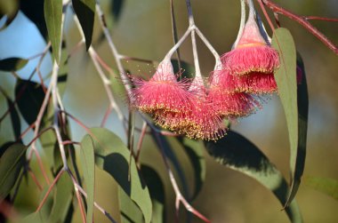 Avustralya yerli mallee ağacı Okaliptüs caesia pembe çiçek, alt tür magna, aile Myrtaceae, mavi bir gökyüzü altında. Ortak adı Gümüş Prenses. Batı Avustralya'ya endemik.