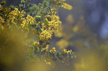 Queensland Gümüş Wattle, Akasya podalyriifolia, aile Fabaceae rüya gibi arka plan sarı çiçekler.