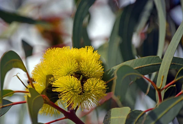 Vibrant yellow flowers of the mallee gum tree Eucalyptus erythrocorys, family Myrtaceae. Also known as the Illyarrie, Red capped Gum or Helmet nut gum. Endemic to Western Australia. Flowers late summer to early autumn. Sub genus Eudesmia.