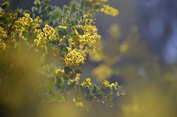 Sfondo Sognante Fiori Gialli Del Queensland Silver Wattle Acacia Podalyriifolia — Foto Stock