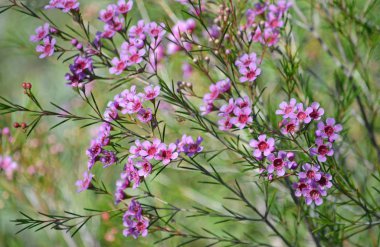 Avustralya yerlisi Geraldton Wax'in pembe çiçekleri; Chamelaucium uncinatum; aile Myrtaceae; Batı Avustralya'ya endemik. Kış çiçekli.