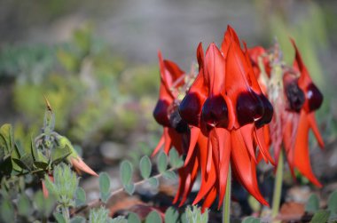 Australian native Sturts Desert Pea flowers, Swainsona formosa, family Fabaceae. Floral emblem of South Australia. clipart