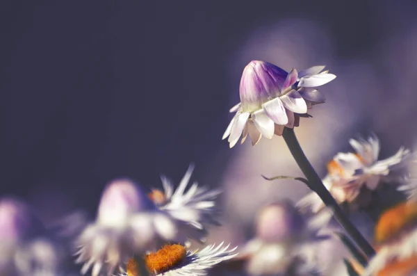 Australian Native Pink White Everlasting Daisy Flower Xerochrysum Bracteatum Family — Stock Photo, Image