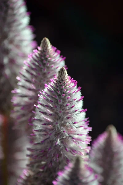 Közeli Ausztrál Születésű Lila Ptilotus Exaltatus Amaranthaceae Család Called Mulla — Stock Fotó