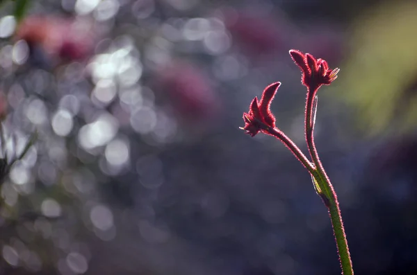 Powrót Oświetlone Sylwetka Australijskiej Rodzimej Red Kangaroo Paw Kwiatów Anigozanthos — Zdjęcie stockowe