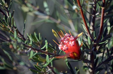 Şeytan'ın Avustralya yerli dağ, Lambertia formosa, Aile Proteaceae, kırmızı çiçekler heath, küçük Marley Firetrail, Royal National Park, east coast Nsw, Avustralya büyüyen. New South Wales, kış ve bahar çiçekleri için endemik.