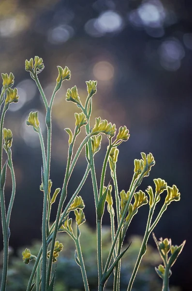 Terug Verlicht Silhouet Van Australische Inheemse Gele Kangoeroe Paw Bloemen — Stockfoto