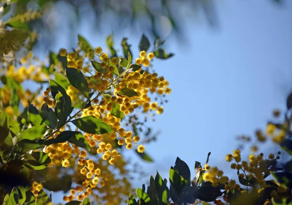 Yellow flowers of the Queensland Silver Wattle, Acacia podalyriifolia, family Fabaceae, against a blue sky background.