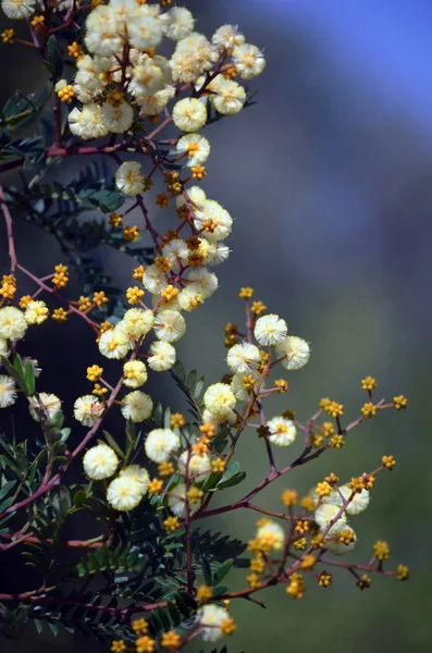 Żółte Kwiaty Pąki Australijskiej Rodzimej Sunshine Wattle Akacjowa Terminalis Rodzina — Zdjęcie stockowe