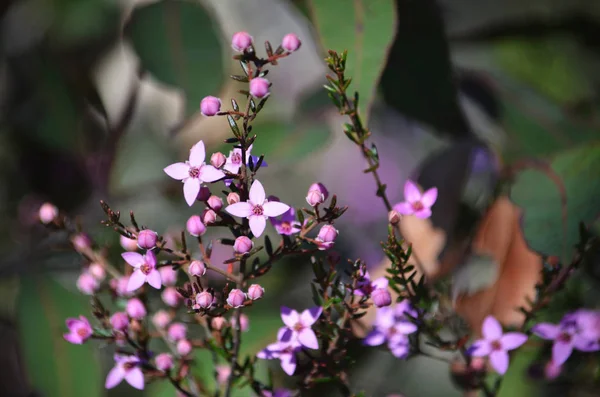Pink flowers and buds of Australian native Boronia ledifolia, growing in heath on the Little Marley fire trail, Royal National Park, Sydney, Australia. Also known as the Showy, Sydney or Ledum Boronia