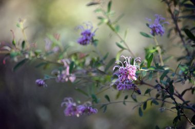 Avustralya 'nın yerli pembe örümcek çiçeği, Grevillea sericea, Proteaceae ailesi, Kraliyet Ulusal Parkı, Sydney, Avustralya. 