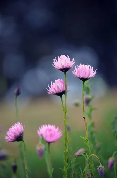 Moody Australian Pink Everlasting Daisies Xerochrysum Bracteatum Also Known Strawflowers — Stock Photo, Image