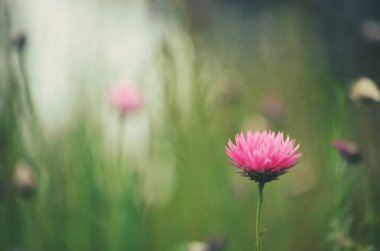 Tek pembe Avustralya yerli ebedi papatya, Xerochrysum bracteatum, yeşil çayır. Moody retro tonları. Ayrıca saman çiçekleri ve kağıt papatyalar olarak da bilinir.