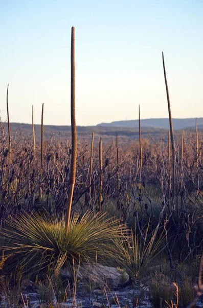 Australiska Landskaps Scenen Xanthorrhoea Gräs Träd Blomma Spikar Sena Eftermiddagen — Stockfoto