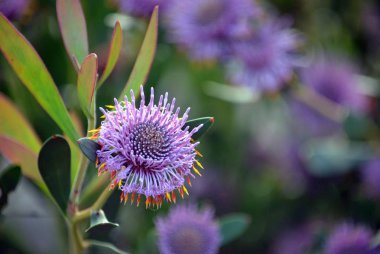 Isopogon cuneatus, Proteaceae familyasından Avustralya yerlisi mor koni çiçekleri. Batı Avustralya 'da Albany yakınlarındaki Heathland ve Woodland' e yayılmış..