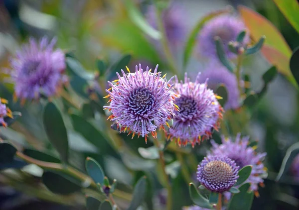 Flor Púrpura Nativa Australiana Isopogon Cuneatus Familia Proteaceae Endémica Brezales — Foto de Stock