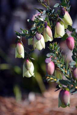 Avustralya 'nın yerlisi Pimelia physodes' in büyük, uyuşturucu çan çiçekleri, Thymelaeaceae ailesi. Bilinen adı Qualup çanı. Batı Avustralya Endemisi.