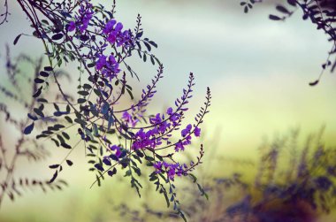 Pembe mor Avustralya Indigo çiçekleri, Indigofera australis, aile fabaceae. Yeni Güney Galler, Queensland, Victoria, Güney Avustralya, Wa ve Tazmanya'da ormanlık ve açık ormanlarda yaygın.