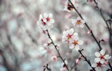 Genç pembe beyaz kiraz çiçekleri, Yeni Güney Galler, Avustralya. 