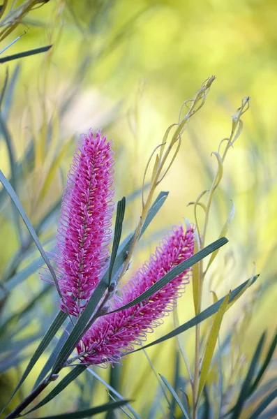 Pink Flowers Mountain Hakea Hakea Grammatophylla Family Proteaceae Endemic Macdonnell — Stock Photo, Image