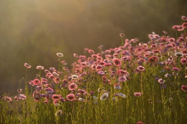 Yumuşak altın öğleden sonra ışık Avustralya Everlasting Papatya çiçek çayır. Ayrıca saman çiçekleri ve kağıt papatyalar olarak da bilinir.