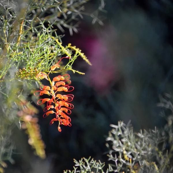 背面点燃的迪尔斯格雷维利亚 格雷维利亚迪尔西亚纳 家庭普罗蒂亚切亚的红花 西澳大利亚的杰拉尔顿地区 花从秋天到春天 — 图库照片