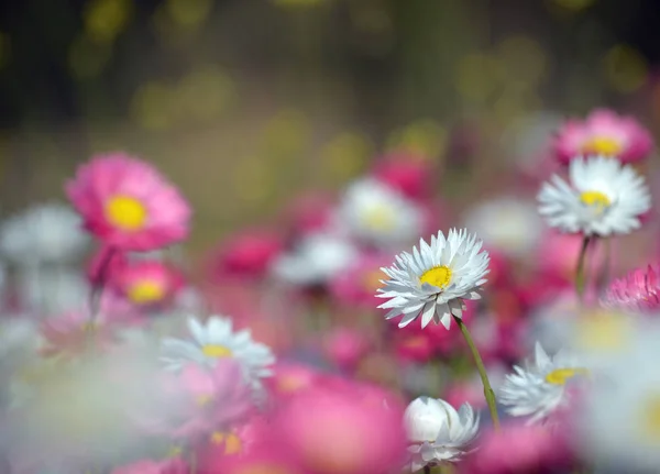 Spring Background Meadow Australian Pink White Everlasting Daisies Selective Focus — Stock Photo, Image