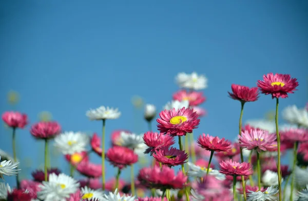 Sfondo Primaverile Margherite Australiane Rosa Bianche Eterne Sotto Cielo Blu — Foto Stock