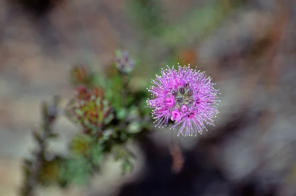 Pink Purple Flowers Australian Native Myrtle Kunzea Capitata Family Myrtaceae — Stock Photo, Image